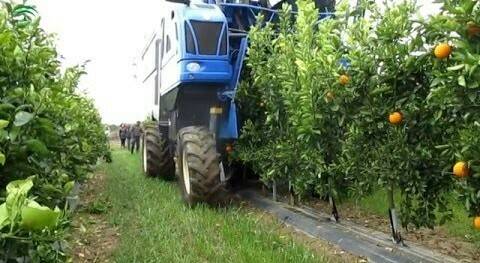 citricos-mecanización|Reunión coordinación CITRUSTECH|citricos-mecanización-apoyo-recolección|cítricos-mecanización-4